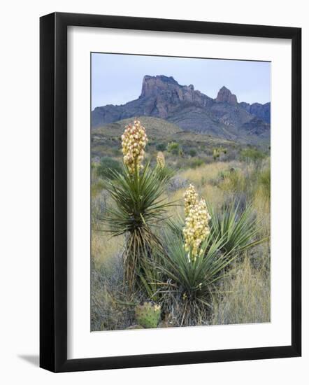 Spanish Dagger in Blossom Below Crown Mountain, Chihuahuan Desert, Big Bend National Park, Texas-Scott T. Smith-Framed Photographic Print