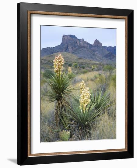 Spanish Dagger in Blossom Below Crown Mountain, Chihuahuan Desert, Big Bend National Park, Texas-Scott T. Smith-Framed Photographic Print