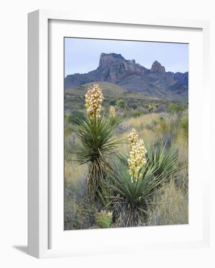 Spanish Dagger in Blossom Below Crown Mountain, Chihuahuan Desert, Big Bend National Park, Texas-Scott T. Smith-Framed Photographic Print