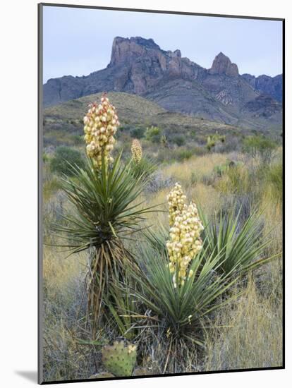 Spanish Dagger in Blossom Below Crown Mountain, Chihuahuan Desert, Big Bend National Park, Texas-Scott T. Smith-Mounted Photographic Print