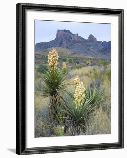 Spanish Dagger in Blossom Below Crown Mountain, Chihuahuan Desert, Big Bend National Park, Texas-Scott T. Smith-Framed Photographic Print