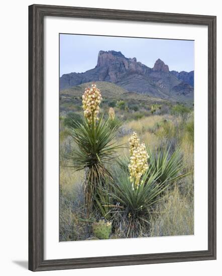 Spanish Dagger in Blossom Below Crown Mountain, Chihuahuan Desert, Big Bend National Park, Texas-Scott T. Smith-Framed Photographic Print