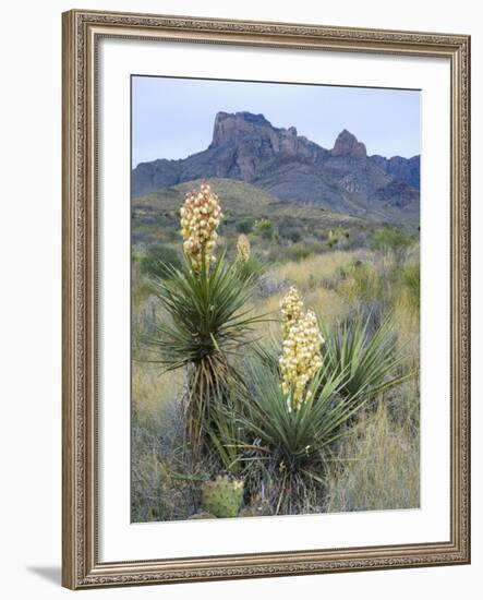 Spanish Dagger in Blossom Below Crown Mountain, Chihuahuan Desert, Big Bend National Park, Texas-Scott T. Smith-Framed Photographic Print