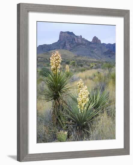 Spanish Dagger in Blossom Below Crown Mountain, Chihuahuan Desert, Big Bend National Park, Texas-Scott T. Smith-Framed Photographic Print