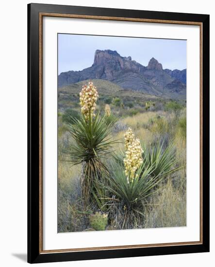 Spanish Dagger in Blossom Below Crown Mountain, Chihuahuan Desert, Big Bend National Park, Texas-Scott T. Smith-Framed Photographic Print