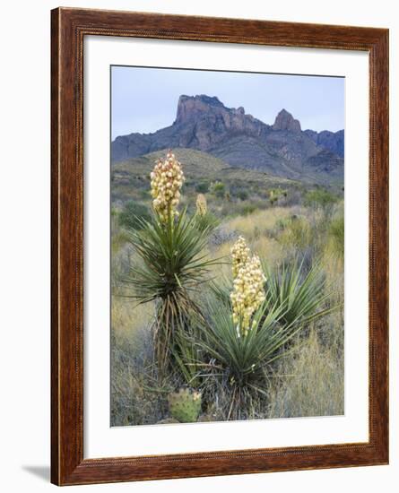 Spanish Dagger in Blossom Below Crown Mountain, Chihuahuan Desert, Big Bend National Park, Texas-Scott T. Smith-Framed Photographic Print