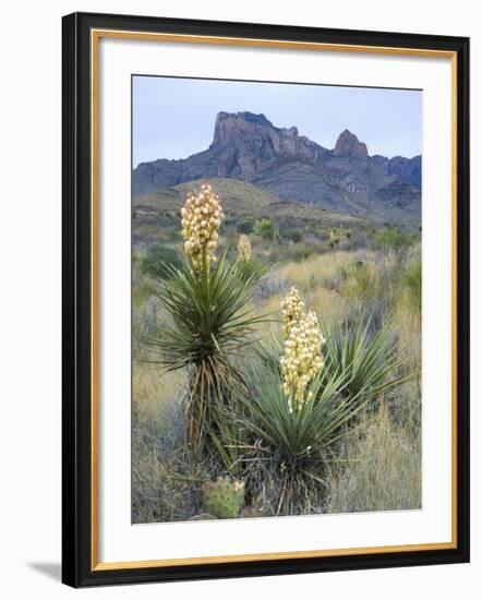 Spanish Dagger in Blossom Below Crown Mountain, Chihuahuan Desert, Big Bend National Park, Texas-Scott T. Smith-Framed Photographic Print