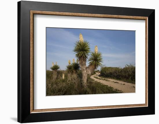 Spanish dagger (Yucca treculeana) in bloom.-Larry Ditto-Framed Photographic Print