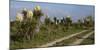 Spanish dagger (Yucca treculeana) in bloom.-Larry Ditto-Mounted Photographic Print