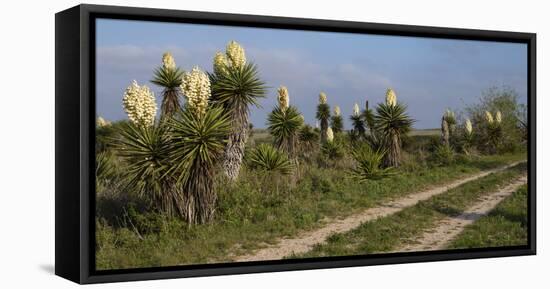 Spanish dagger (Yucca treculeana) in bloom.-Larry Ditto-Framed Premier Image Canvas