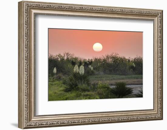 Spanish dagger (Yucca treculeana) in bloom.-Larry Ditto-Framed Photographic Print