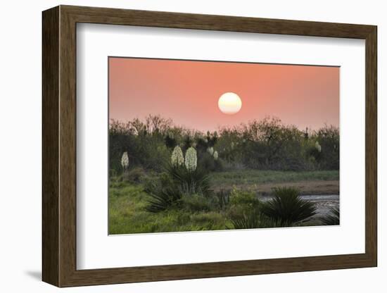 Spanish dagger (Yucca treculeana) in bloom.-Larry Ditto-Framed Photographic Print