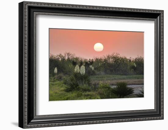 Spanish dagger (Yucca treculeana) in bloom.-Larry Ditto-Framed Photographic Print