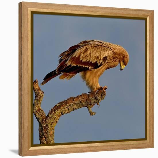 Spanish imperial eagle on a branch, looking down, Spain-Loic Poidevin-Framed Premier Image Canvas