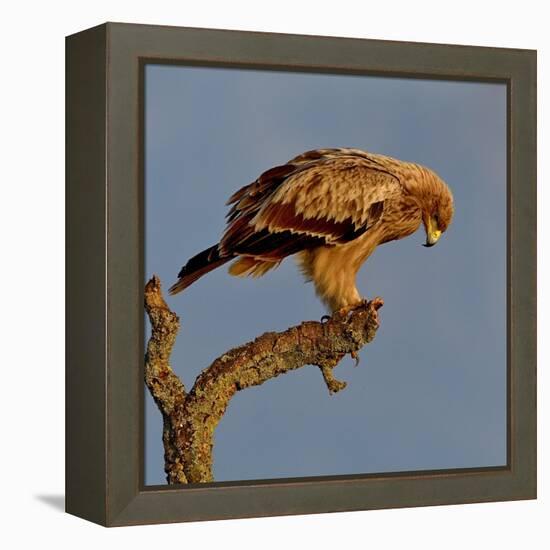 Spanish imperial eagle on a branch, looking down, Spain-Loic Poidevin-Framed Premier Image Canvas