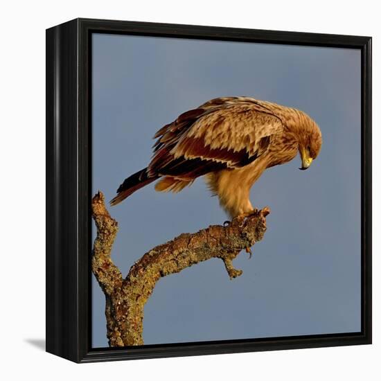 Spanish imperial eagle on a branch, looking down, Spain-Loic Poidevin-Framed Premier Image Canvas