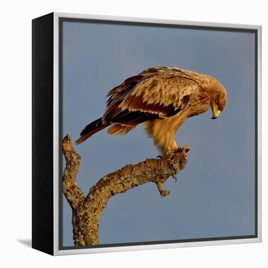 Spanish imperial eagle on a branch, looking down, Spain-Loic Poidevin-Framed Premier Image Canvas