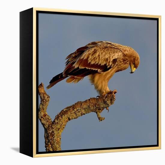 Spanish imperial eagle on a branch, looking down, Spain-Loic Poidevin-Framed Premier Image Canvas