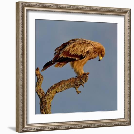 Spanish imperial eagle on a branch, looking down, Spain-Loic Poidevin-Framed Photographic Print
