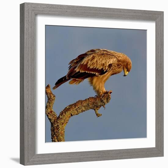 Spanish imperial eagle on a branch, looking down, Spain-Loic Poidevin-Framed Photographic Print