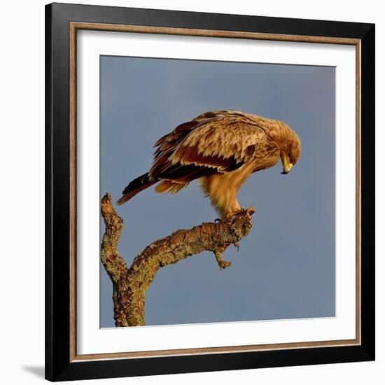 Spanish imperial eagle on a branch, looking down, Spain-Loic Poidevin-Framed Photographic Print