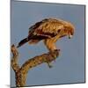 Spanish imperial eagle on a branch, looking down, Spain-Loic Poidevin-Mounted Photographic Print