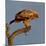 Spanish imperial eagle on a branch, looking down, Spain-Loic Poidevin-Mounted Photographic Print