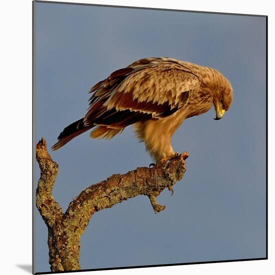 Spanish imperial eagle on a branch, looking down, Spain-Loic Poidevin-Mounted Photographic Print