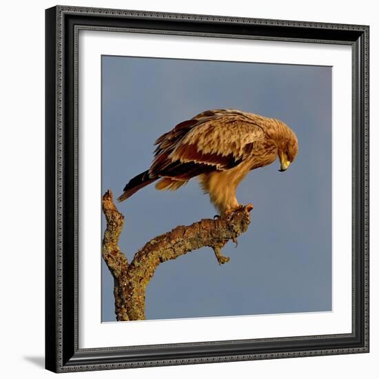 Spanish imperial eagle on a branch, looking down, Spain-Loic Poidevin-Framed Photographic Print
