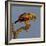 Spanish imperial eagle on a branch, looking down, Spain-Loic Poidevin-Framed Photographic Print