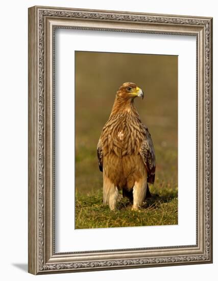 Spanish imperial eagle portrait, Spain-Loic Poidevin-Framed Photographic Print