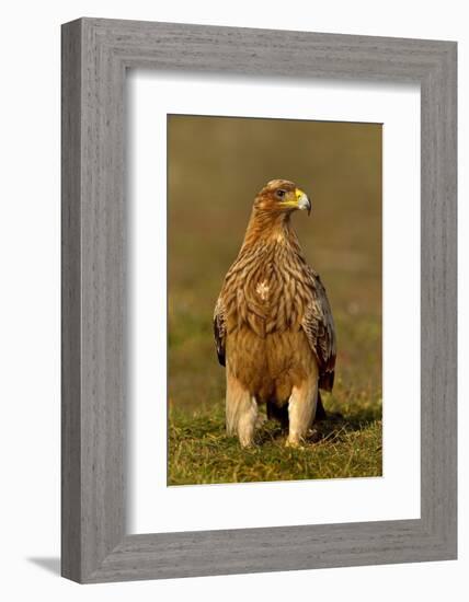 Spanish imperial eagle portrait, Spain-Loic Poidevin-Framed Photographic Print