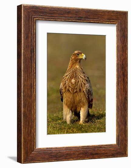 Spanish imperial eagle portrait, Spain-Loic Poidevin-Framed Photographic Print