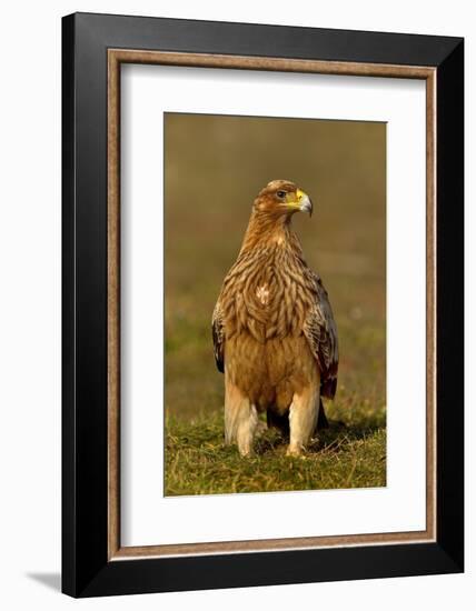 Spanish imperial eagle portrait, Spain-Loic Poidevin-Framed Photographic Print