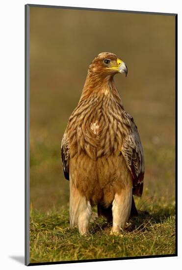 Spanish imperial eagle portrait, Spain-Loic Poidevin-Mounted Photographic Print
