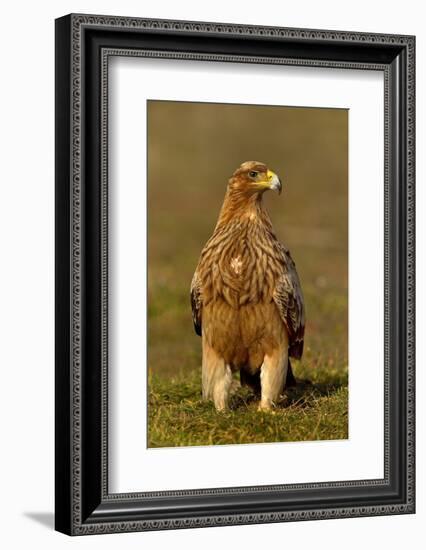 Spanish imperial eagle portrait, Spain-Loic Poidevin-Framed Photographic Print