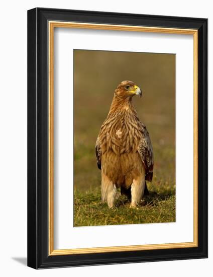Spanish imperial eagle portrait, Spain-Loic Poidevin-Framed Photographic Print