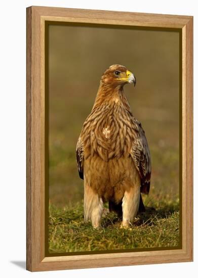 Spanish imperial eagle portrait, Spain-Loic Poidevin-Framed Premier Image Canvas