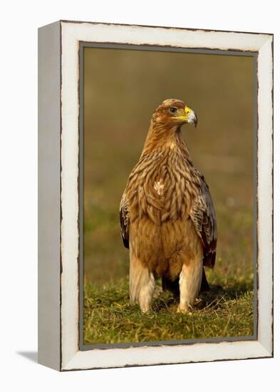 Spanish imperial eagle portrait, Spain-Loic Poidevin-Framed Premier Image Canvas