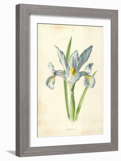 Spanish Iris-Frederick Edward Hulme-Framed Giclee Print