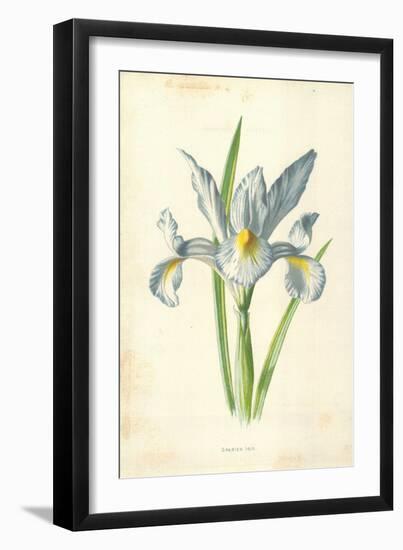 Spanish Iris-Frederick Edward Hulme-Framed Giclee Print