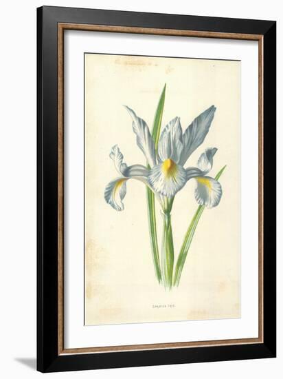 Spanish Iris-Frederick Edward Hulme-Framed Giclee Print