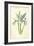 Spanish Iris-Frederick Edward Hulme-Framed Giclee Print