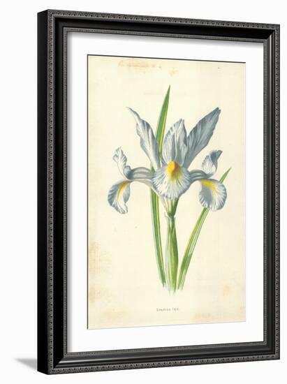 Spanish Iris-Frederick Edward Hulme-Framed Giclee Print