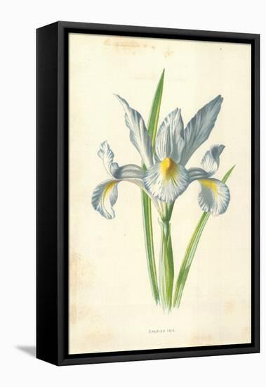 Spanish Iris-Frederick Edward Hulme-Framed Premier Image Canvas