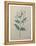 Spanish Jasmine-Pierre-Joseph Redoute-Framed Stretched Canvas