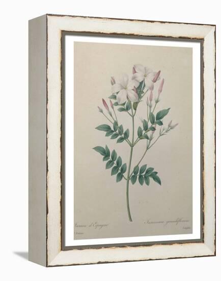 Spanish Jasmine-Pierre-Joseph Redoute-Framed Stretched Canvas