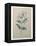 Spanish Jasmine-Pierre-Joseph Redoute-Framed Stretched Canvas