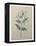 Spanish Jasmine-Pierre-Joseph Redoute-Framed Stretched Canvas