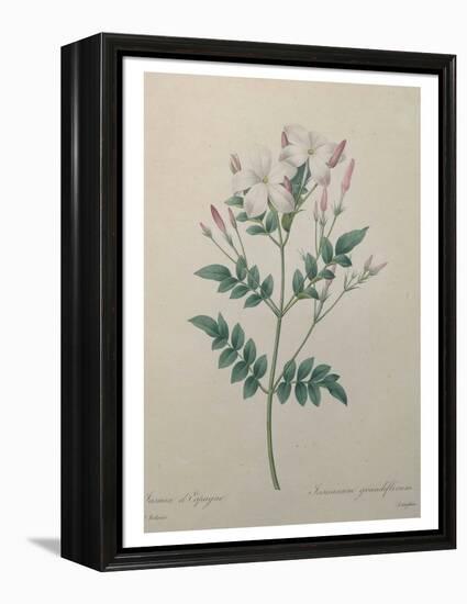 Spanish Jasmine-Pierre-Joseph Redoute-Framed Stretched Canvas